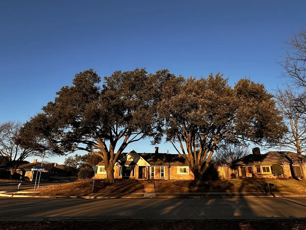 Established residential canopy tree shading a home in Elcho